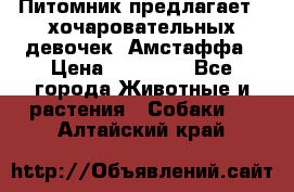 Питомник предлагает 2-хочаровательных девочек  Амстаффа › Цена ­ 25 000 - Все города Животные и растения » Собаки   . Алтайский край